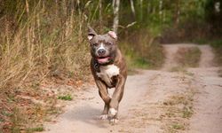 Ankara’da İki Kardeşe Pitbull Saldırısı: Köpek ve Sahibi Yakalandı