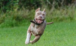 Ankara’da Pitbull Saldırısı: Tehlike Sahiplerde!