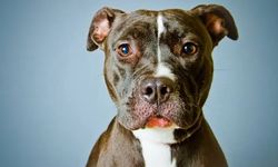 Pitbull saldırısına uğrayan 5 yaşındaki Doğa'ya psikososyal destek