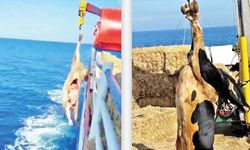 Önce dümen döndü, sonra hayvanlar denize atıldı