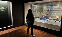 Çankırı Müzesi’nde 10 milyon yıllık hayat: Kılıç dişli kaplan ilgi odağı