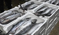 Marmara Denizi'nde Torik Akını!