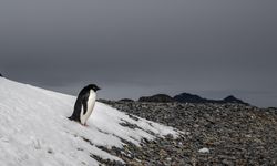 Penguenler  İklim Değişikliğinden Etkilendi