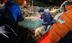 Aksaray’da Ahır Çöktü: