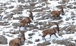 Aladağlar’da Kar Üzerinde Yaban Keçileri: Doğadan Kartpostallık Görüntüler