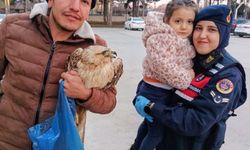 Amasya’da Yaralı Şahin Koruma Altına Alındı