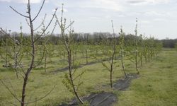 'Arazide en fazla zararı ilkbahar donu verir'