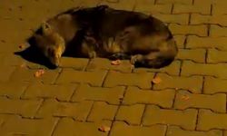 Atakum’da Bulunan Çakal Yavrusu Tedavi Altında