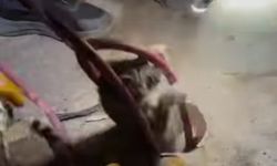 Ayvalık’ta 18 metrelik kuyudan yavru kedi kurtarıldı