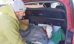 Bagajda buzağıya serum