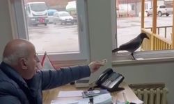 Başkan Erdem, odasına giren kargayı besledi