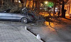 Bornova’da Şiddetli Rüzgar Ağaç Devirdi