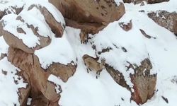 Dağ keçileri kamerada