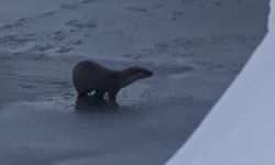 Hakkari'de su samuru görüntülendi