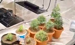 Hint keneviri yetiştiren 2 şüpheli gözaltına alındı