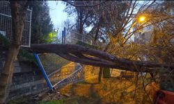 Kadıköy’de çam ağacı otomobilin üzerine devrildi