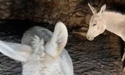 Kardan etkilenen eşekleri sahiplendiler!