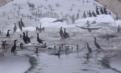 Kızılırmak'ta şölen!