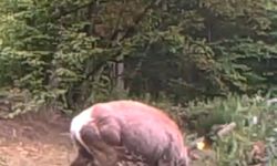 Kocaeli’de Geyik Fotokapana Takıldı