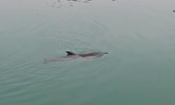 Mahsur kalan yunus kurtarıldı