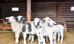 Altınköy’de Yeni Hayat Sevinci: 6 Minik Kuzu Dünyaya Gözlerini Açtı