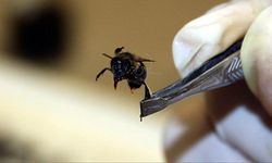 Arı Zehri Meme Kanserinde Etkili mi? İşte detaylar...