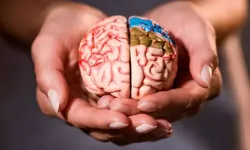 Magnezyum Alımını %41 Arttırmak Beyni “Gençleştirir” mi? Bilim Ne Diyor?