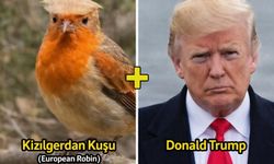 Ünye’de Siyaset Doğaya Taşındı: Trump’a Benzeyen Kuş Görenleri Güldürdü