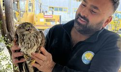 Giresun Dereli’de Yaralı Şahin Koruma Altına Alındı