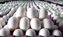 Her Sabah Tüketiliyor Ama Çoğu Kişi Etkisini Bilmiyor!