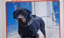 Ankara Sincan’da 3 Gündür Kayıp Köpek Aranıyor!