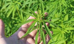 21 İlde Kenevir Ekimine İzin Verildi!