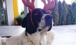 Ankara’da ‘Matmazel’ İçin Protesto