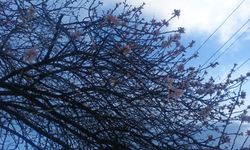 Ankara’da Ocak Ayında Ağaçlar Çiçek Açtı!