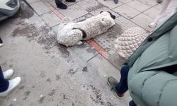 Metroda Köpek Darp İddiası: EGO’dan Soruşturma!