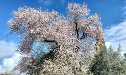Antalya’da Badem Ağaçları Erken Çiçek Açtı