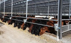 Et ve Süt Kurumu Besilik Hayvanların Teslimat Süreçlerine İlişkin Açıklama Yaptı!