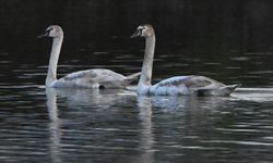 Yorgun düşen kuğular doğa koruma ekiplerinin gözetiminde