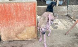 Barınaktaki tepki çeken görüntülere soruşturma