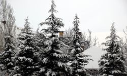 Erciş'te kar yağışı sürüyor