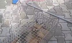 İskenderun’da Yaralı Tilki Tedaviye Alındı