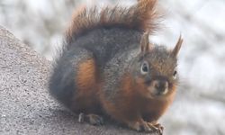 Kar ile susuzluğunu giderdi!