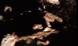 Kırşehir'de 13 hayvan, ölü bulundu