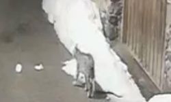 Köyde kedi avladı!