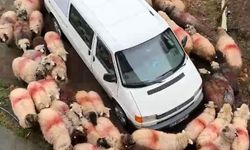 Koyunlardan şaşırtan görüntü,  minibüs etrafında döndüler