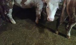 Muş'ta ev ve ahırları su bastı