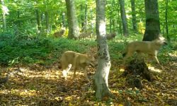 Ormanda gezen kurt sürüsü görüldü