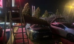 Salihli’de Fırtına: 100’den Fazla Ağaç Devrildi