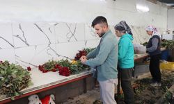 Sevgililere rengarenk güller yetiştirdi