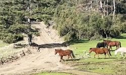Yaylada gezen yılkı atları görüntülendi